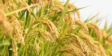 Gạo Biến Động Trái Chiều, Có Loại Tăng 4.000 Đồng/Kg