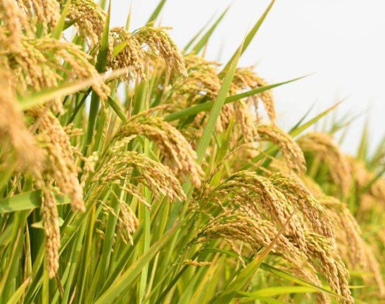 Gạo Biến Động Trái Chiều, Có Loại Tăng 4.000 Đồng/Kg