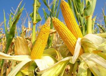 Tổng Hợp Lương Thực Toàn Cầu: Lo Ngại Về Giá Cả Cao Hơn Và Thương Mại Không Công Bằng