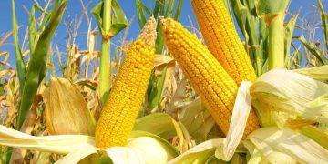 Tổng Hợp Lương Thực Toàn Cầu: Lo Ngại Về Giá Cả Cao Hơn Và Thương Mại Không Công Bằng