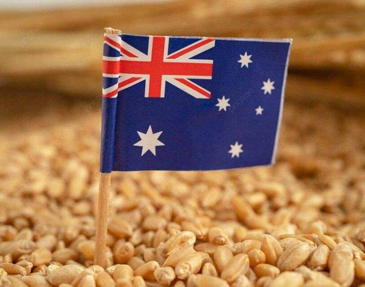 Abares Dự Báo Lúa Mì Đạt 29,1 Triệu Tấn