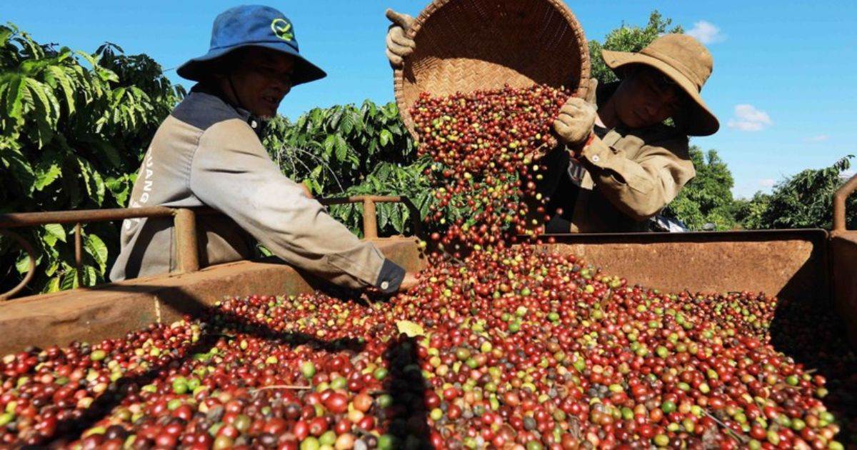 Giá Cà Phê Giảm Do Tiến Độ Thu Hoạch Cà Phê Của Brazil