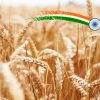 Ấn Độ Sẽ Cần Nhập Khẩu Lúa Mì
