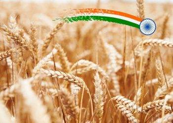Ấn Độ Sẽ Cần Nhập Khẩu Lúa Mì