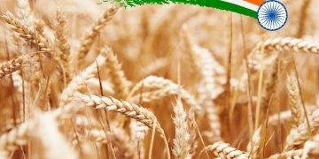 Ấn Độ Sẽ Cần Nhập Khẩu Lúa Mì