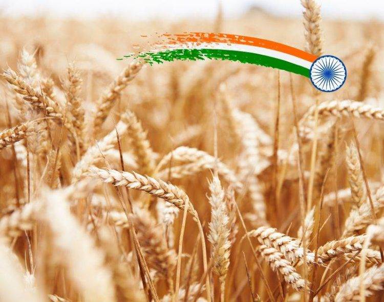 Ấn Độ Sẽ Cần Nhập Khẩu Lúa Mì