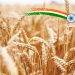 Ấn Độ Sẽ Cần Nhập Khẩu Lúa Mì