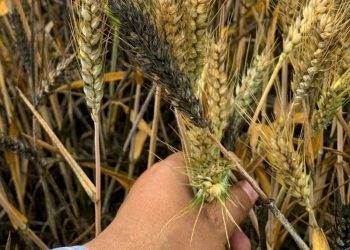 CIMMYT Và Trung Quốc Hợp Tác Giải Quyết Bệnh Lúa Mì Ở Châu Phi