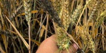 CIMMYT Và Trung Quốc Hợp Tác Giải Quyết Bệnh Lúa Mì Ở Châu Phi