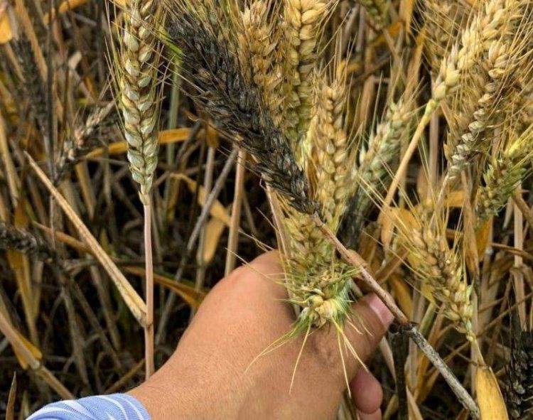 CIMMYT Và Trung Quốc Hợp Tác Giải Quyết Bệnh Lúa Mì Ở Châu Phi