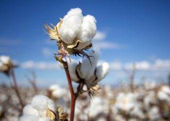 Các Nhà Sản Xuất Đường Của Ukraine Đã Hết Hạn Ngạch Hàng Năm Cung Cấp Cho EU Và Đang Tìm Kiếm Thị Trường Mới