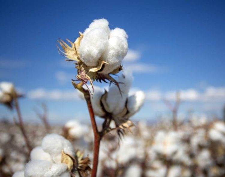 Các Nhà Sản Xuất Đường Của Ukraine Đã Hết Hạn Ngạch Hàng Năm Cung Cấp Cho EU Và Đang Tìm Kiếm Thị Trường Mới