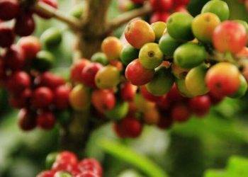 Các Nhà Sản Xuất Đường Của Ukraine Đã Hết Hạn Ngạch Hàng Năm Cung Cấp Cho EU Và Đang Tìm Kiếm Thị Trường Mới