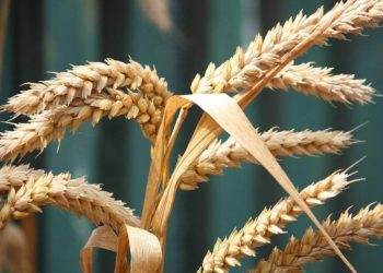 Các Nhà Sản Xuất Đường Của Ukraine Đã Hết Hạn Ngạch Hàng Năm Cung Cấp Cho EU Và Đang Tìm Kiếm Thị Trường Mới