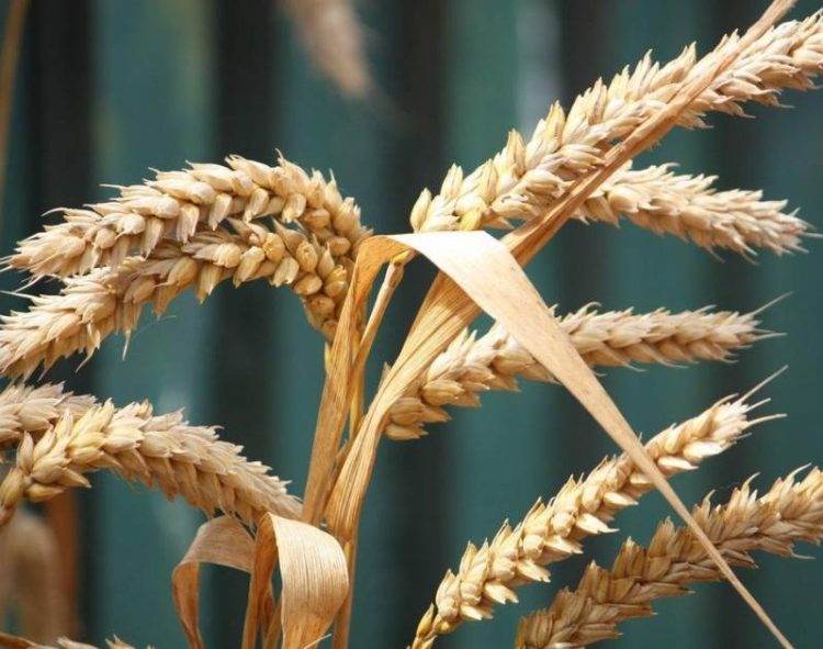 Các Nhà Sản Xuất Đường Của Ukraine Đã Hết Hạn Ngạch Hàng Năm Cung Cấp Cho EU Và Đang Tìm Kiếm Thị Trường Mới