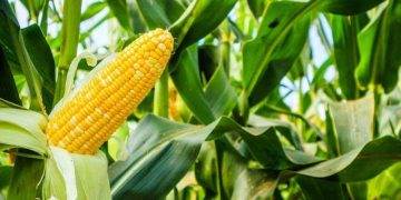 Việc Indonesia Trì Hoãn Lệnh Cấm Xuất Khẩu Đồng Có Thể Đè Nặng Lên Giá 