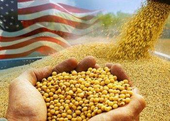 Đậu Nành Được Chế Biến Của Mỹ Sụt Giảm