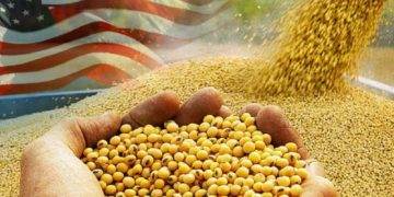 Đậu Nành Được Chế Biến Của Mỹ Sụt Giảm
