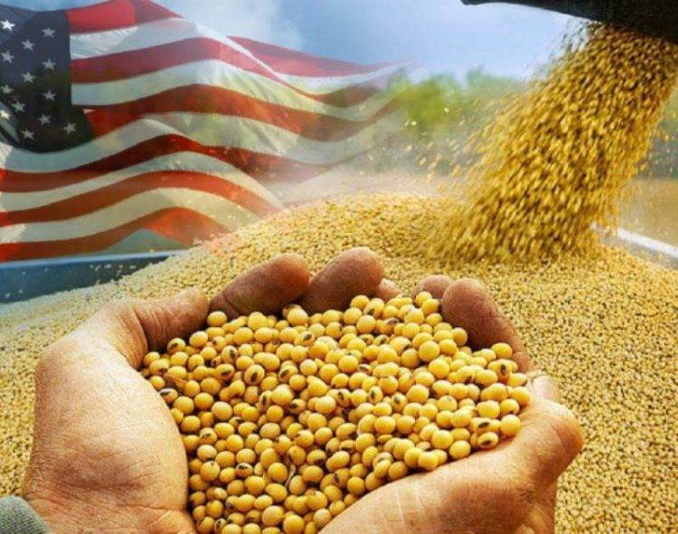 Đậu Nành Được Chế Biến Của Mỹ Sụt Giảm