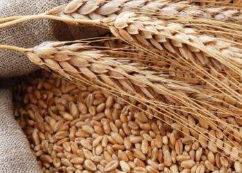 Indonesia Cấp Giấy Phép Xuất Khẩu Đồng Cho Freeport, Amman