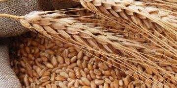 Indonesia Cấp Giấy Phép Xuất Khẩu Đồng Cho Freeport, Amman