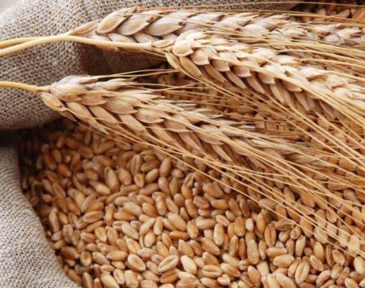 Indonesia Cấp Giấy Phép Xuất Khẩu Đồng Cho Freeport, Amman