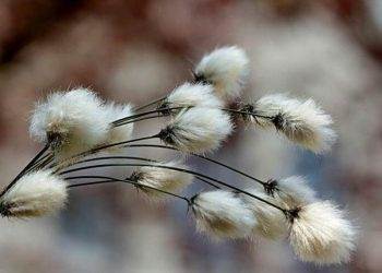 Indonesia Cấp Giấy Phép Xuất Khẩu Đồng Cho Freeport, Amman