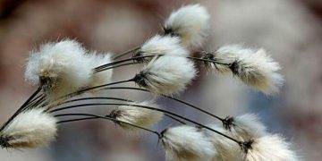 Indonesia Cấp Giấy Phép Xuất Khẩu Đồng Cho Freeport, Amman