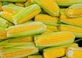 Indonesia Cấp Giấy Phép Xuất Khẩu Đồng Cho Freeport, Amman