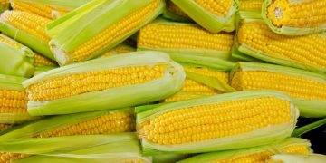 Indonesia Cấp Giấy Phép Xuất Khẩu Đồng Cho Freeport, Amman