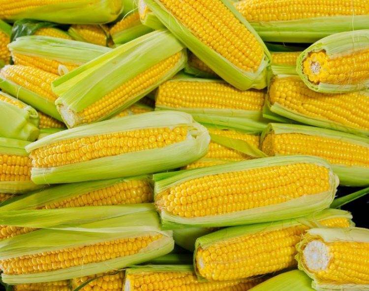 Indonesia Cấp Giấy Phép Xuất Khẩu Đồng Cho Freeport, Amman