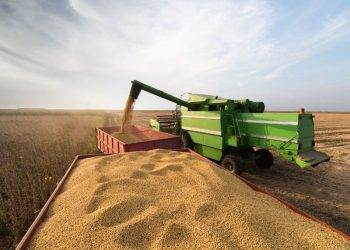 Thu Hoạch Đậu Tương Ở Argentina Đã Hoàn Thành 86%