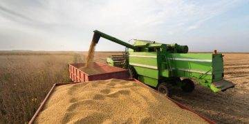 Thu Hoạch Đậu Tương Ở Argentina Đã Hoàn Thành 86%