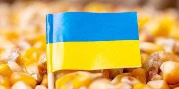 Xuất Khẩu Ngô Của Ukraine Đạt Gần Bằng Khối Lượng Năm Ngoái