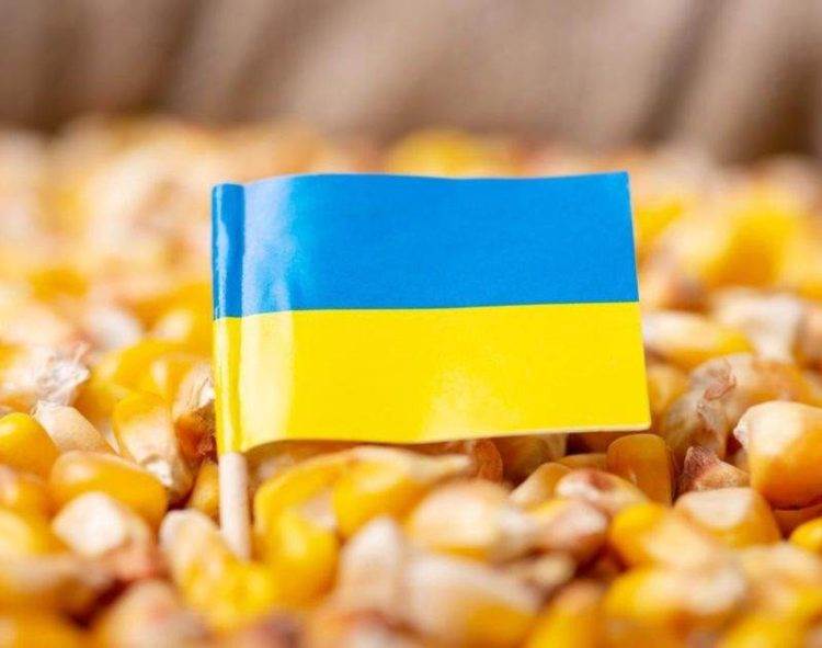 Xuất Khẩu Ngô Của Ukraine Đạt Gần Bằng Khối Lượng Năm Ngoái