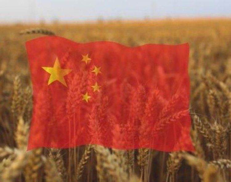 Trung Quốc Thu Hoạch Hơn Một Nửa Lúa Mì Vụ Đông