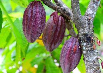 Giá Ca Cao Tăng Vọt Do Thâm Hụt Ca Cao Toàn Cầu Sẽ Tiếp Tục Kéo Dài