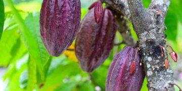 Giá Ca Cao Tăng Vọt Do Thâm Hụt Ca Cao Toàn Cầu Sẽ Tiếp Tục Kéo Dài