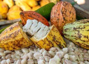 Giá Ca Cao Tăng Đẩy Thu Nhập Ca Cao Của Nigeria Tăng 279%