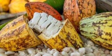 Giá Ca Cao Tăng Đẩy Thu Nhập Ca Cao Của Nigeria Tăng 279%