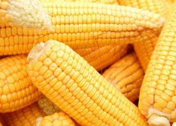 giá ngô trên thị trường ổn định và cao hơn