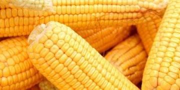 giá ngô trên thị trường ổn định và cao hơn