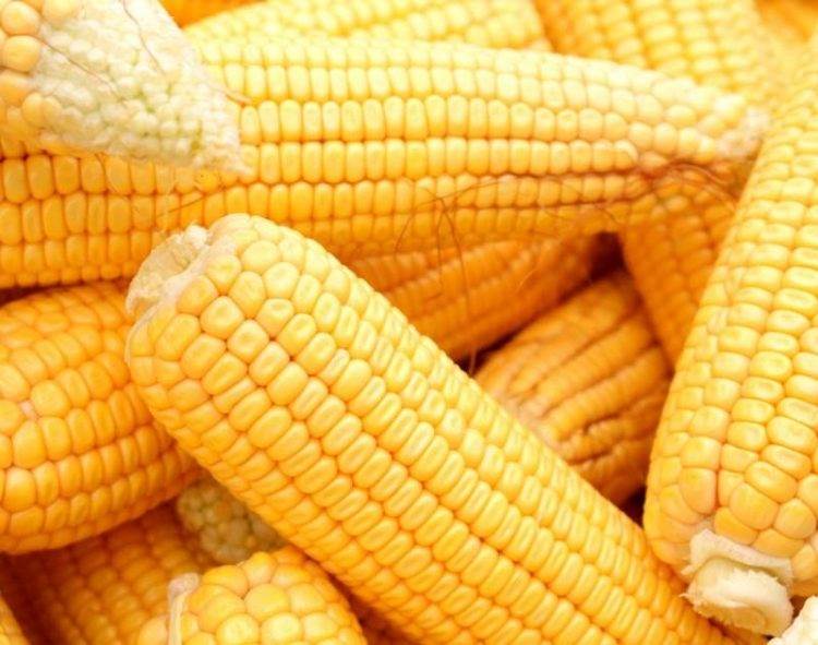 giá ngô trên thị trường ổn định và cao hơn