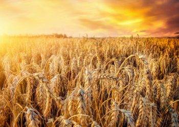Thời Tiết Thay Đổi Làm Cho Việc Sản Xuất Lúa Mì Gặp Khó Khăn