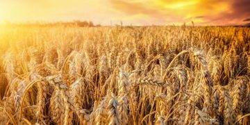 Thời Tiết Thay Đổi Làm Cho Việc Sản Xuất Lúa Mì Gặp Khó Khăn