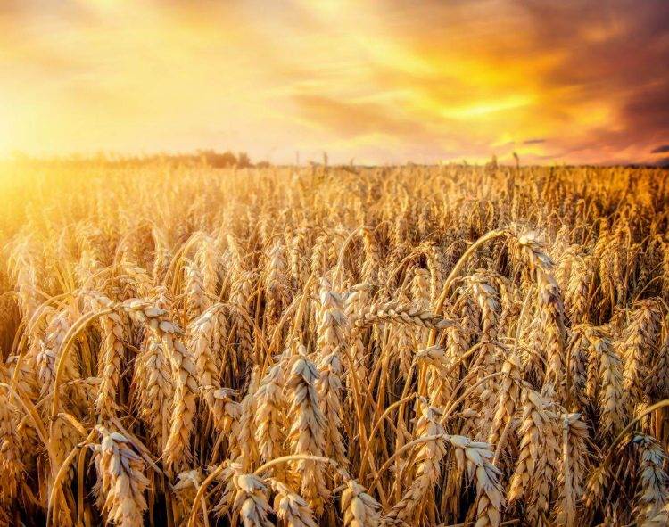 Thời Tiết Thay Đổi Làm Cho Việc Sản Xuất Lúa Mì Gặp Khó Khăn