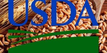 Các Nhà Phân Tích USDA Dự Báo Vụ Lúa Mì Ở Ukraine