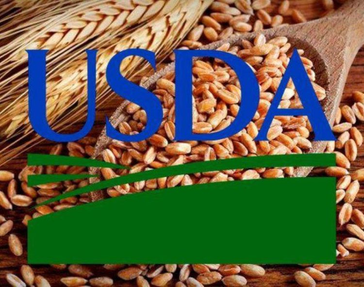 Các Nhà Phân Tích USDA Dự Báo Vụ Lúa Mì Ở Ukraine