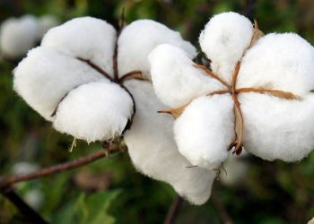 Giá Bông Giảm Sau Khi Sản Lượng Tồn Kho Cao Hơn