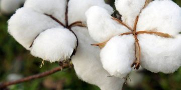 Giá Bông Giảm Sau Khi Sản Lượng Tồn Kho Cao Hơn